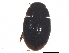  (Cercyon cinctus - BIOUG34206-H07)  @13 [ ] CreativeCommons - Attribution (2017) CBG Photography Group Centre for Biodiversity Genomics