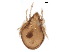  ( - BIOUG35636-C11)  @11 [ ] CreativeCommons - Attribution (2018) CBG Photography Group Centre for Biodiversity Genomics