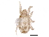  ( - BIOUG25799-E07)  @11 [ ] CreativeCommons - Attribution (2017) CBG Photography Group Centre for Biodiversity Genomics