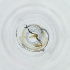  ( - RRHP_037_F9)  @11 [ ] by  Genome Research Ltd as Wellcome Sanger Institute Genome Research Limited operating as Wellcome Sanger Institute
