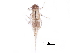  ( - BIOUG24006-B10)  @13 [ ] CreativeCommons - Attribution (2017) CBG Photography Group Centre for Biodiversity Genomics
