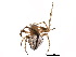  ( - BIOUG24019-F11)  @13 [ ] CreativeCommons - Attribution (2015) CBG Photography Group Centre for Biodiversity Genomics
