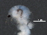  ( - BIOUG24026-A11)  @12 [ ] CreativeCommons - Attribution (2015) CBG Photography Group Centre for Biodiversity Genomics
