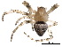  ( - BIOUG24035-A05)  @14 [ ] CreativeCommons - Attribution (2015) CBG Photography Group Centre for Biodiversity Genomics