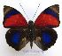 (Agrias claudia ninus - BC-GSRR004)  @11 [ ] CCby (2024) Gilles Séraphin Research collection of Gilles Séraphin