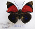  (Agrias claudia - BC-GSRR005)  @11 [ ] CCby (2024) Gilles Séraphin Research collection of Gilles Séraphin