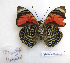  ( - BC-GSRR005)  @11 [ ] CCby (2024) Gilles Séraphin Research collection of Gilles Séraphin