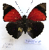  ( - BC-GSRR006)  @11 [ ] CCby (2024) Gilles Séraphin Research collection of Gilles Séraphin