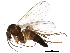  (Phronia - BIOUG21590-F01)  @15 [ ] CreativeCommons - Attribution (2015) CBG Photography Group Centre for Biodiversity Genomics