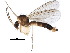  (Trichonta - BIOUG22291-E01)  @15 [ ] CreativeCommons - Attribution (2015) CBG Photography Group Centre for Biodiversity Genomics