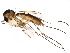  (Synplasta - BIOUG22324-G09)  @15 [ ] CreativeCommons - Attribution (2015) CBG Photography Group Centre for Biodiversity Genomics