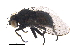  (Japanagromyza - BIOUG22330-B09)  @14 [ ] CreativeCommons - Attribution (2015) CBG Photography Group Centre for Biodiversity Genomics