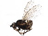  ( - BIOUG22416-A01)  @14 [ ] CreativeCommons - Attribution (2015) CBG Photography Group Centre for Biodiversity Genomics