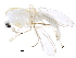  ( - BIOUG22084-D08)  @14 [ ] CreativeCommons - Attribution (2015) CBG Photography Group Centre for Biodiversity Genomics