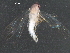 ( - BIOUG22461-D09)  @14 [ ] CreativeCommons - Attribution (2016) CBG Photography Group Centre for Biodiversity Genomics