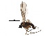  (Cratyna cryptospina - BIOUG22466-A09)  @14 [ ] CreativeCommons - Attribution (2015) CBG Photography Group Centre for Biodiversity Genomics