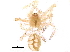  (Theridion albidum - BIOUG22573-H10)  @14 [ ] CreativeCommons - Attribution (2015) CBG Photography Group Centre for Biodiversity Genomics