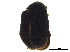  ( - BIOUG22729-C07)  @11 [ ] CreativeCommons - Attribution (2018) CBG Photography Group Centre for Biodiversity Genomics