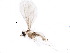  (Lestodiplosini - BIOUG23077-E06)  @13 [ ] CreativeCommons - Attribution (2015) CBG Photography Group Centre for Biodiversity Genomics