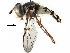  (Didea fuscipes - BIOUG21776-B05)  @14 [ ] CreativeCommons - Attribution (2016) CBG Photography Group Centre for Biodiversity Genomics