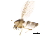  (Cricotopus vierriensis - BIOUG22234-C11)  @14 [ ] CreativeCommons - Attribution (2015) CBG Photography Group Centre for Biodiversity Genomics
