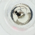  ( - RRNW_176_G10)  @11 [ ] by  Genome Research Ltd as Wellcome Sanger Institute Genome Research Limited operating as Wellcome Sanger Institute