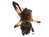  ( - BIOUG20596-D05)  @13 [ ] CreativeCommons - Attribution (2015) CBG Photography Group Centre for Biodiversity Genomics