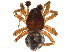  (Grammonota inornata - BIOUG20599-A04)  @11 [ ] CreativeCommons - Attribution (2015) CBG Photography Group Centre for Biodiversity Genomics