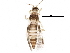  (Neohydatothrips variabilis - BIOUG22629-H06)  @15 [ ] CreativeCommons - Attribution (2016) CBG Photography Group Centre for Biodiversity Genomics