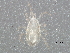  (Typhlodromus sp. JCS26 - BIOUG22631-E03)  @12 [ ] CreativeCommons - Attribution (2015) CBG Photography Group Centre for Biodiversity Genomics