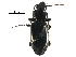  (Pterostichus melanarius - BIOUG22635-G02)  @14 [ ] CreativeCommons - Attribution (2016) CBG Photography Group Centre for Biodiversity Genomics