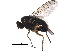  ( - BIOUG22844-E04)  @13 [ ] CreativeCommons - Attribution (2015) CBG Photography Group Centre for Biodiversity Genomics