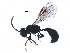  (Psenulus laevigatus - BIOUG23655-G04)  @14 [ ] CreativeCommons - Attribution (2016) CBG Photography Group Centre for Biodiversity Genomics
