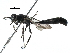  ( - BIOUG23904-B04)  @12 [ ] CreativeCommons - Attribution (2016) CBG Photography Group Centre for Biodiversity Genomics