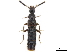  ( - BIOUG24292-A04)  @11 [ ] CreativeCommons - Attribution (2019) CBG Photography Group Centre for Biodiversity Genomics