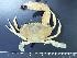  ( - RSS0338)  @11 [ ] Copyright (2017) Moritz Sonnewald Senckenberg Research Institute