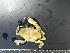  ( - RSS0342)  @11 [ ] Copyright (2017) Moritz Sonnewald Senckenberg Research Institute