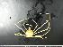  (Rochinia sp - RSS0420)  @11 [ ] Copyright (2017) Moritz Sonnewald Senckenberg Research Institute