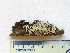  ( - CCDB-23968-A02)  @11 [ ] CreativeCommons - Attribution (2016) CBG Photography Group Centre for Biodiversity Genomics