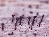  ( - CCDB-23968-F08)  @11 [ ] CreativeCommons - Attribution (2016) CBG Photography Group Centre for Biodiversity Genomics