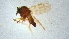  ( - RURN6)  @11 [ ] Copyright (2024) Unspecified Ramkhamhaeng University