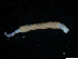  (Anobothrus pseudoampharete - A_ps_0135)  @11 [ ] Copyright (2008) Unspecified Ruhr-Universitaet Bochum