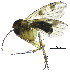  (Mycetophila gentilicia - DIPT_FRIP_0076)  @11 [ ] by-nc-sa (2013) A. Polevoi Forest Research Institute KarRC RAS