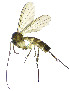  (Exechiopsis perspicua - DIPT_FRIP_0077)  @11 [ ] by-nc-sa (2013) A. Polevoi Forest Research Institute KarRC RAS