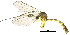  ( - DIPT_FRIP_0078)  @11 [ ] by-nc-sa (2013) A. Polevoi Forest Research Institute KarRC RAS
