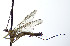  ( - DIPT_FRIP_0033)  @11 [ ] by-nc-sa (2013) A. Polevoi Forest Research Institute KarRC RAS