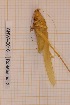  ( - ANVA-0016)  @11 [ ] CreativeCommons - Attribution Non-Commercial Share-Alike (2018) Heikki Roininen University of Eastern Finland