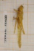  ( - ANVA-0052)  @11 [ ] CreativeCommons - Attribution Non-Commercial Share-Alike (2018) Heikki Roininen University of Eastern Finland