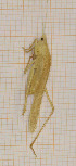  ( - ANVA-0082)  @11 [ ] CreativeCommons - Attribution Non-Commercial Share-Alike (2018) Heikki Roininen University of Eastern Finland