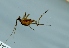  (Limnephilus primoryensis - TVTRI0138)  @12 [ ] Unspecified (default): All Rights Reserved  Unspecified Unspecified